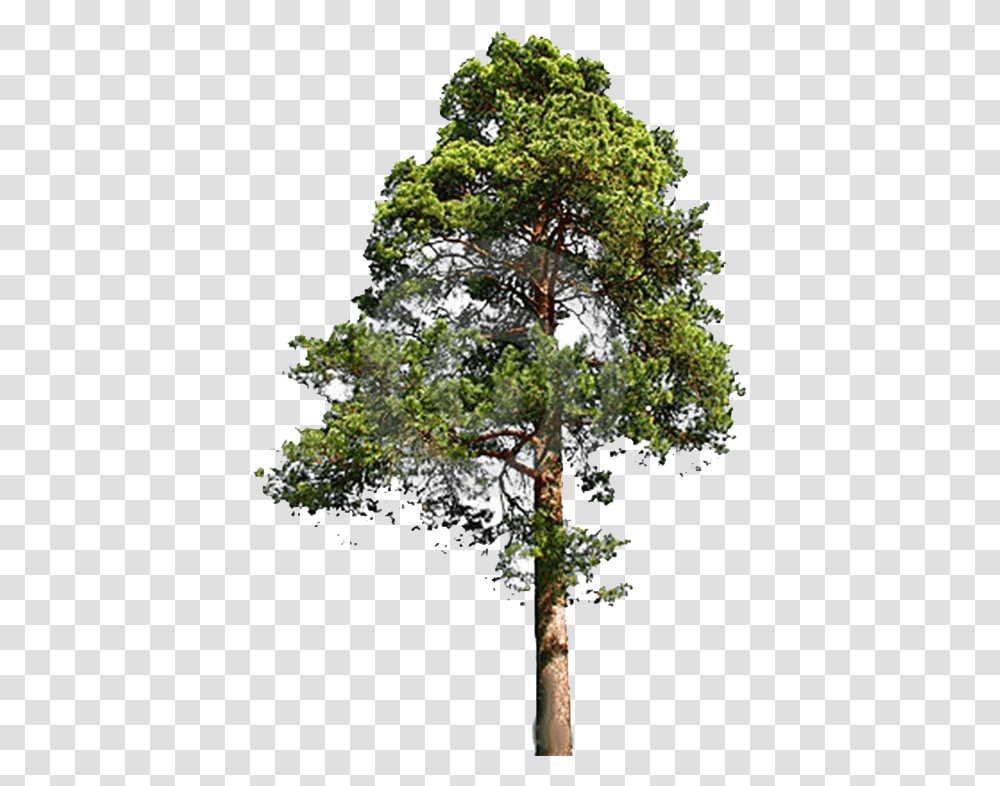 Tree File 3 Image Tall Tree, Plant, Cross, Symbol, Conifer Transparent Png