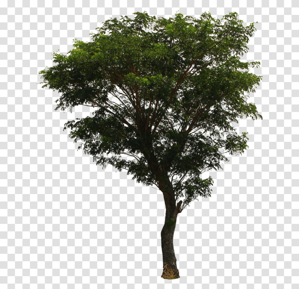 Tree File Download Free File Download Free, Plant, Potted Plant, Vase, Jar Transparent Png