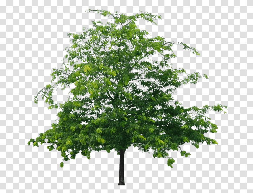 Tree File Format Flower Tree, Plant, Oak, Sycamore, Tree Trunk Transparent Png