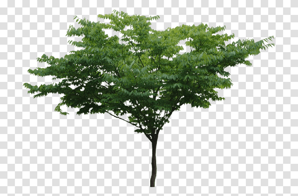 Tree File Free Download & Clipart Tree Free, Plant, Bird, Vegetation, Maple Transparent Png