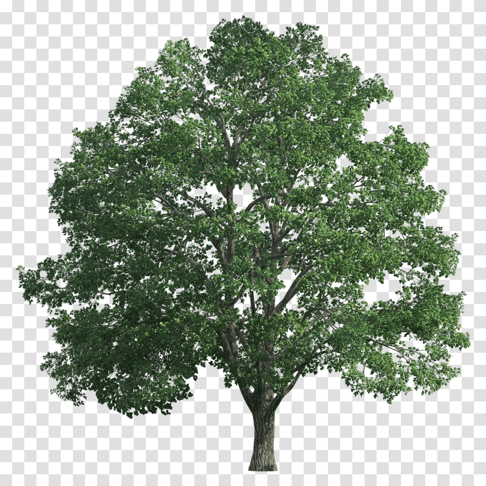 Tree For Photoshop Transparent Png