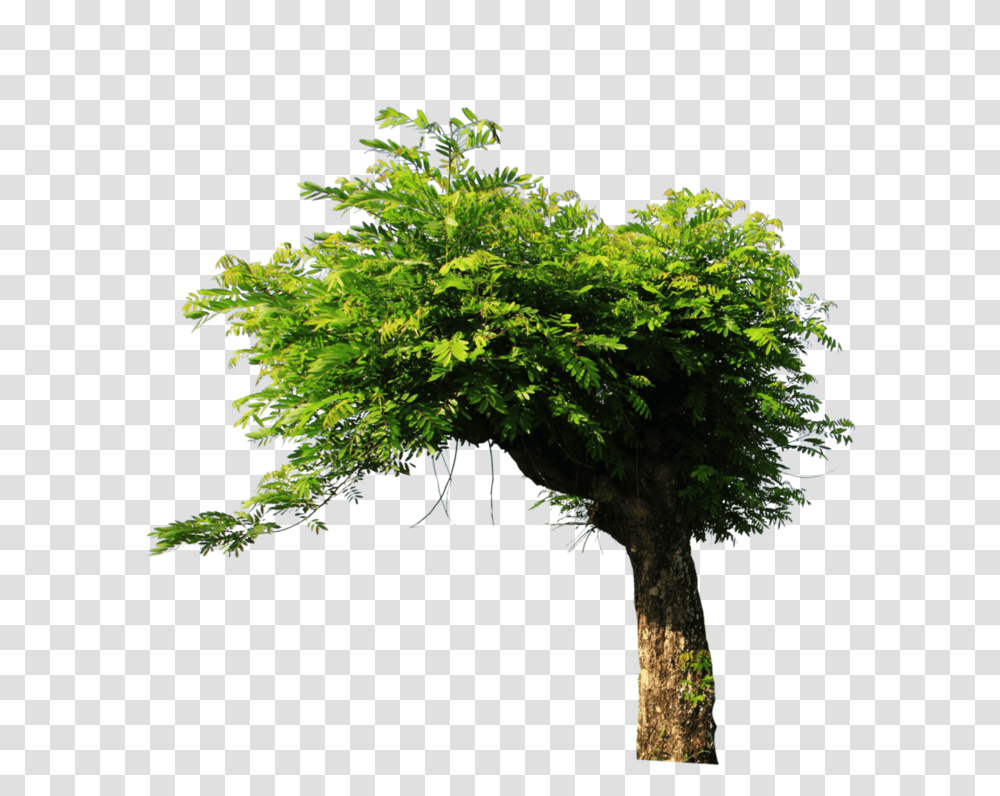 Tree For Picsart Download Tree Stock, Plant, Maple, Potted Plant, Vase Transparent Png