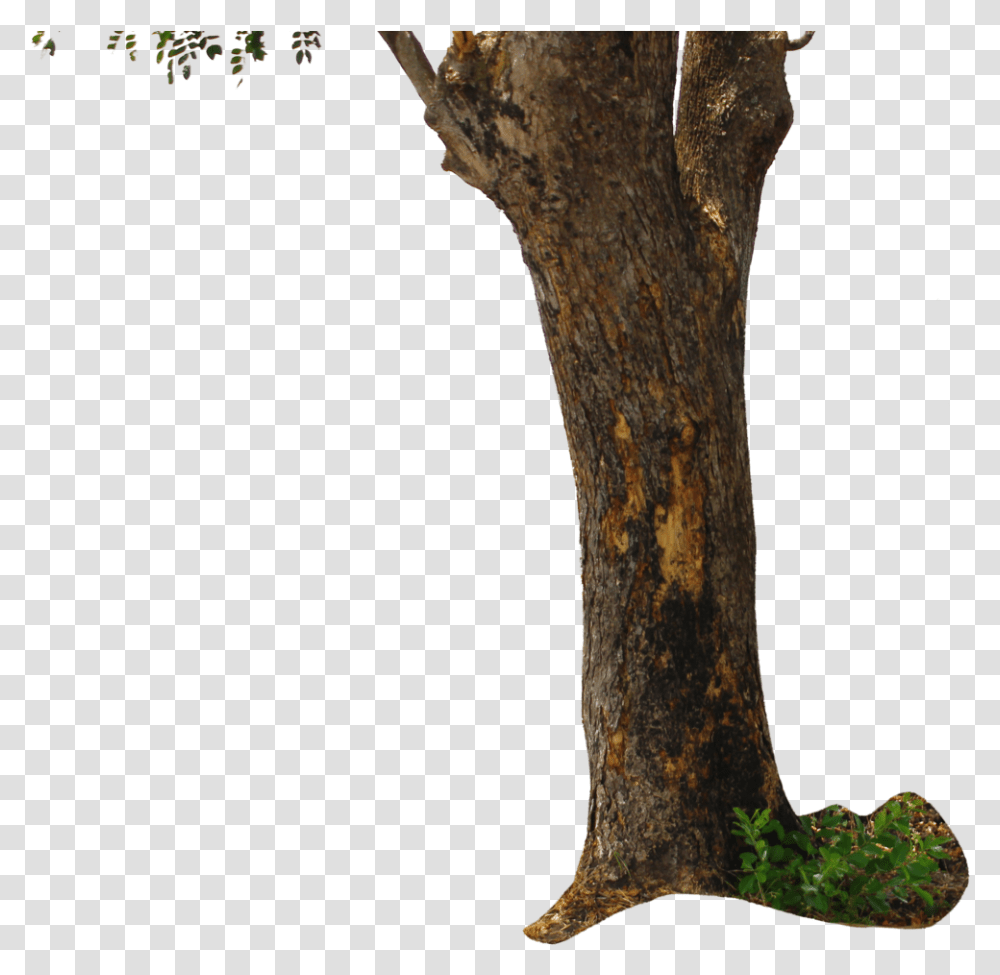 Tree For Picsart Editing, Plant, Axe, Tool, Tree Trunk Transparent Png