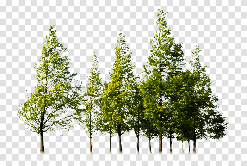 Tree Forest Clip Art Forest Tree, Plant, Fir, Abies, Conifer Transparent Png