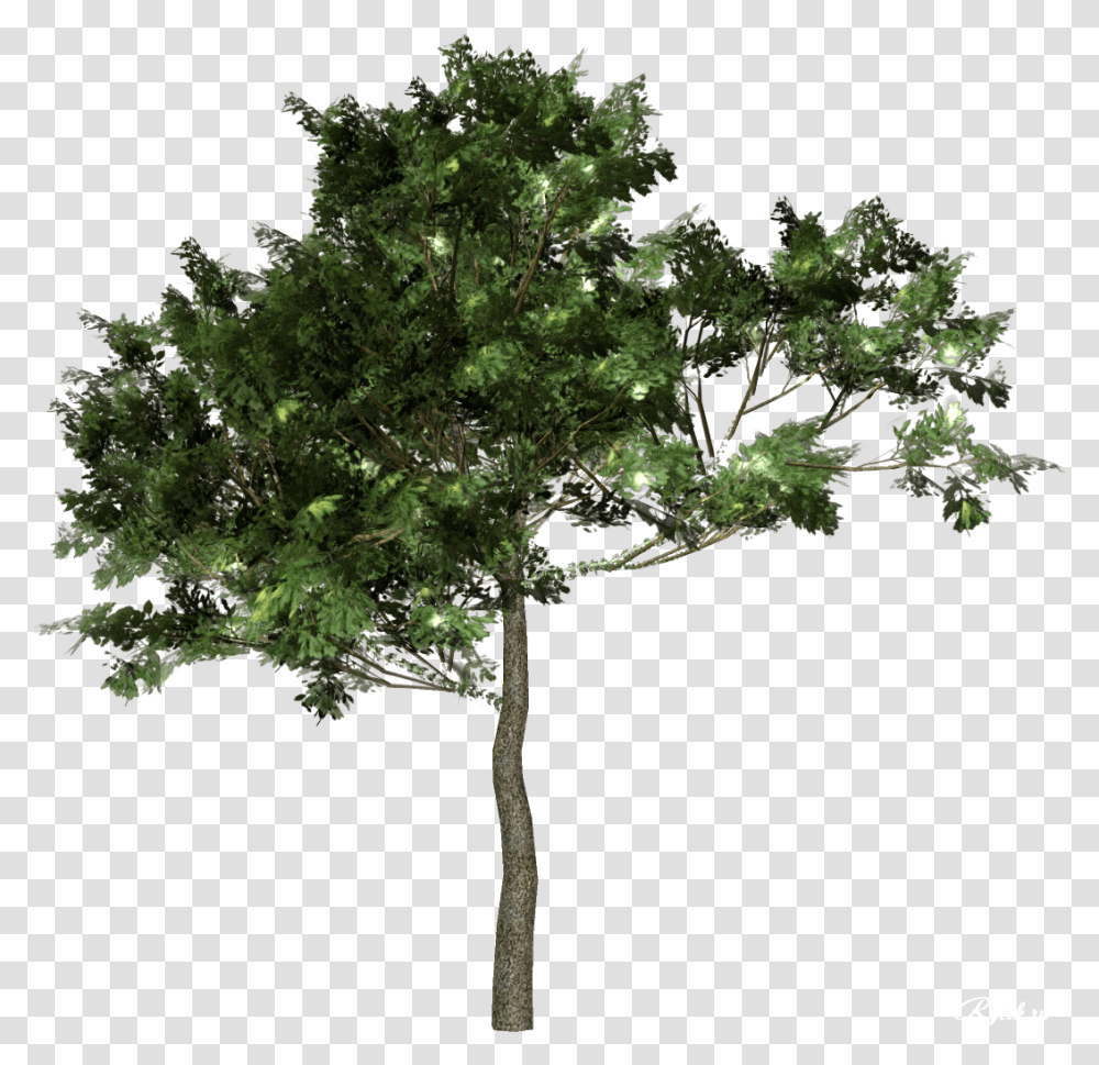 Tree Forest Clip Art Old Trees, Plant, Oak, Sycamore, Conifer Transparent Png