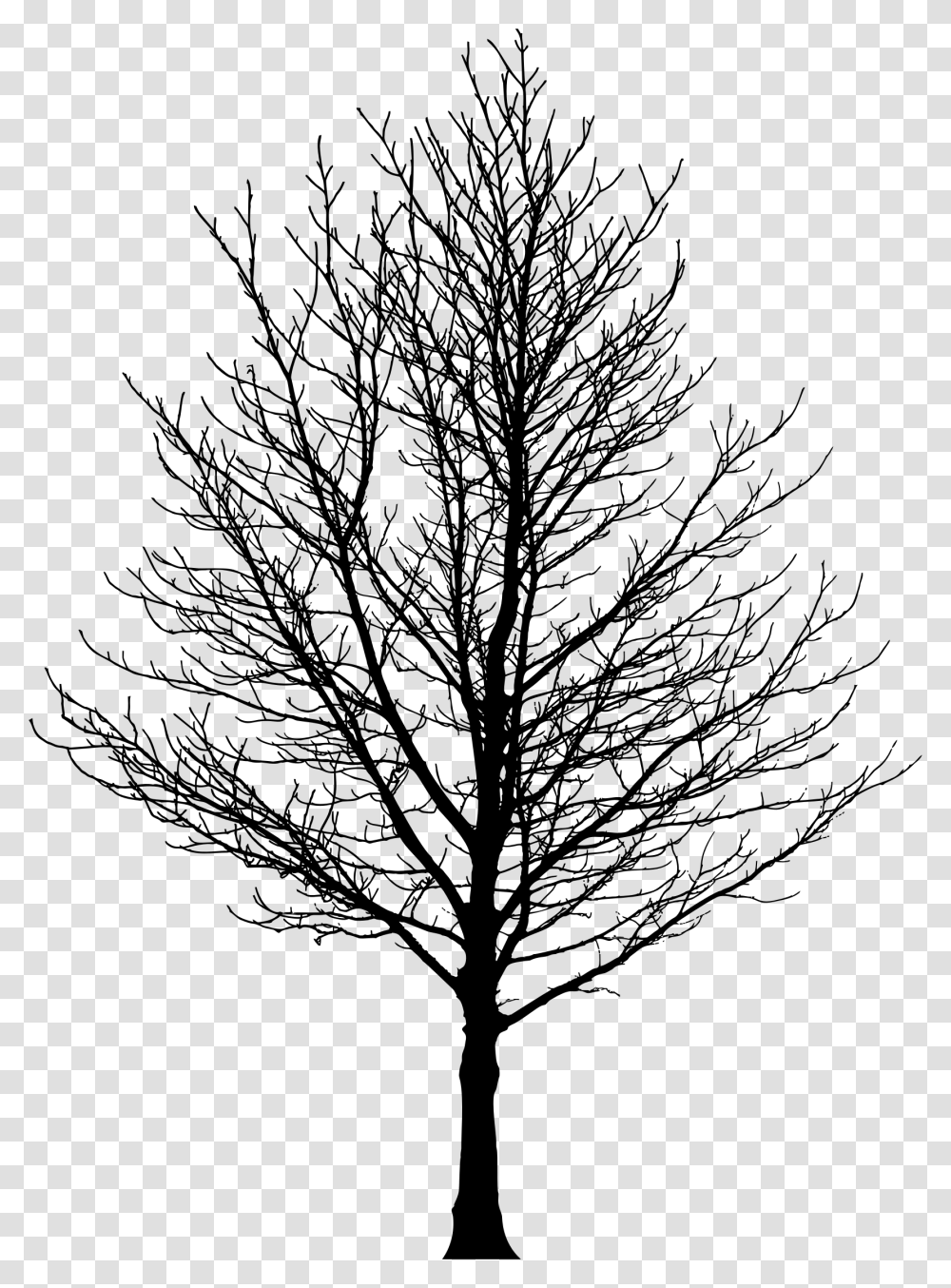 Tree Forest Sugar Maple Drawing Clip Art Tree Without Leaves, Gray, World Of Warcraft Transparent Png