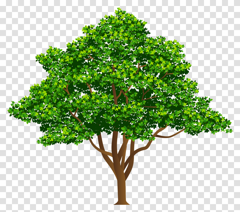 Tree Free Clip Art Image Drawing Of A Yew Tree Transparent Png