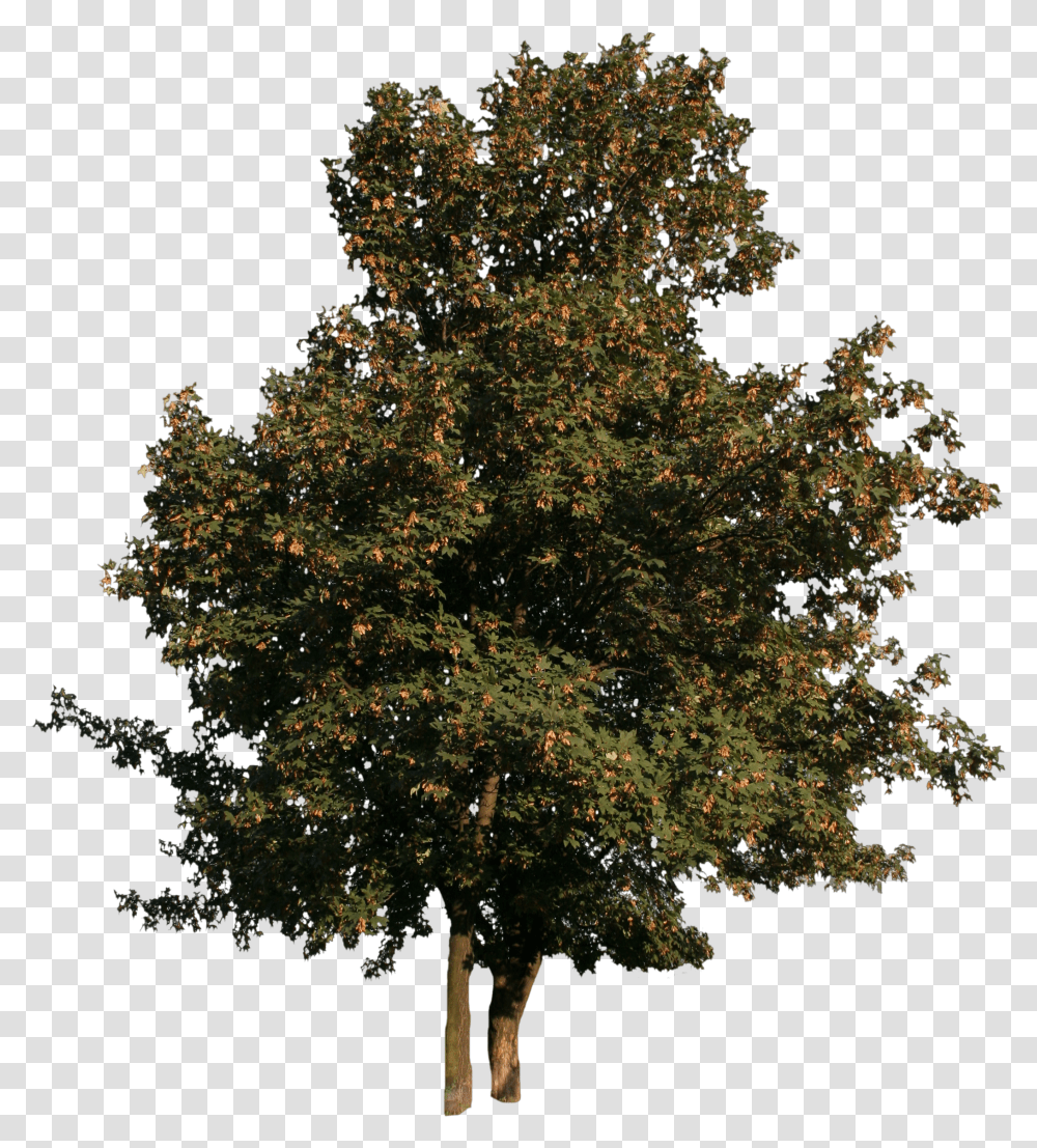 Tree Free Cut Out Transparent Png