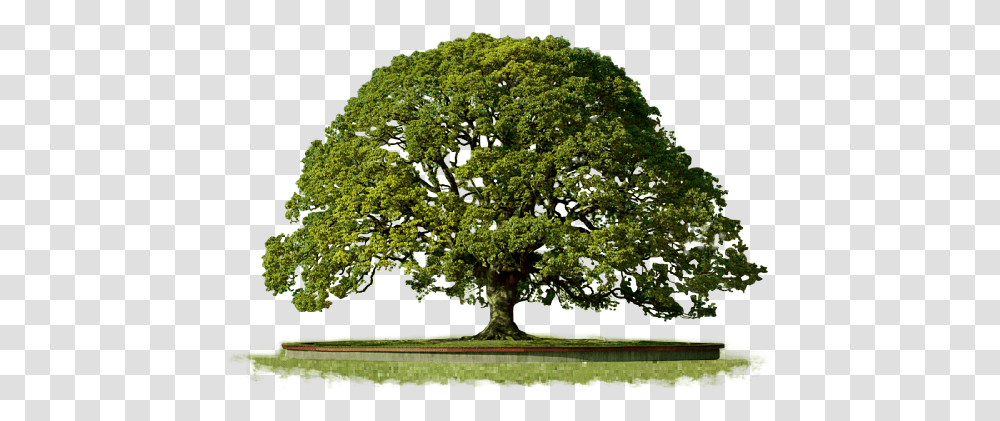 Tree Free Green Tree, Plant, Oak, Sycamore, Tree Trunk Transparent Png