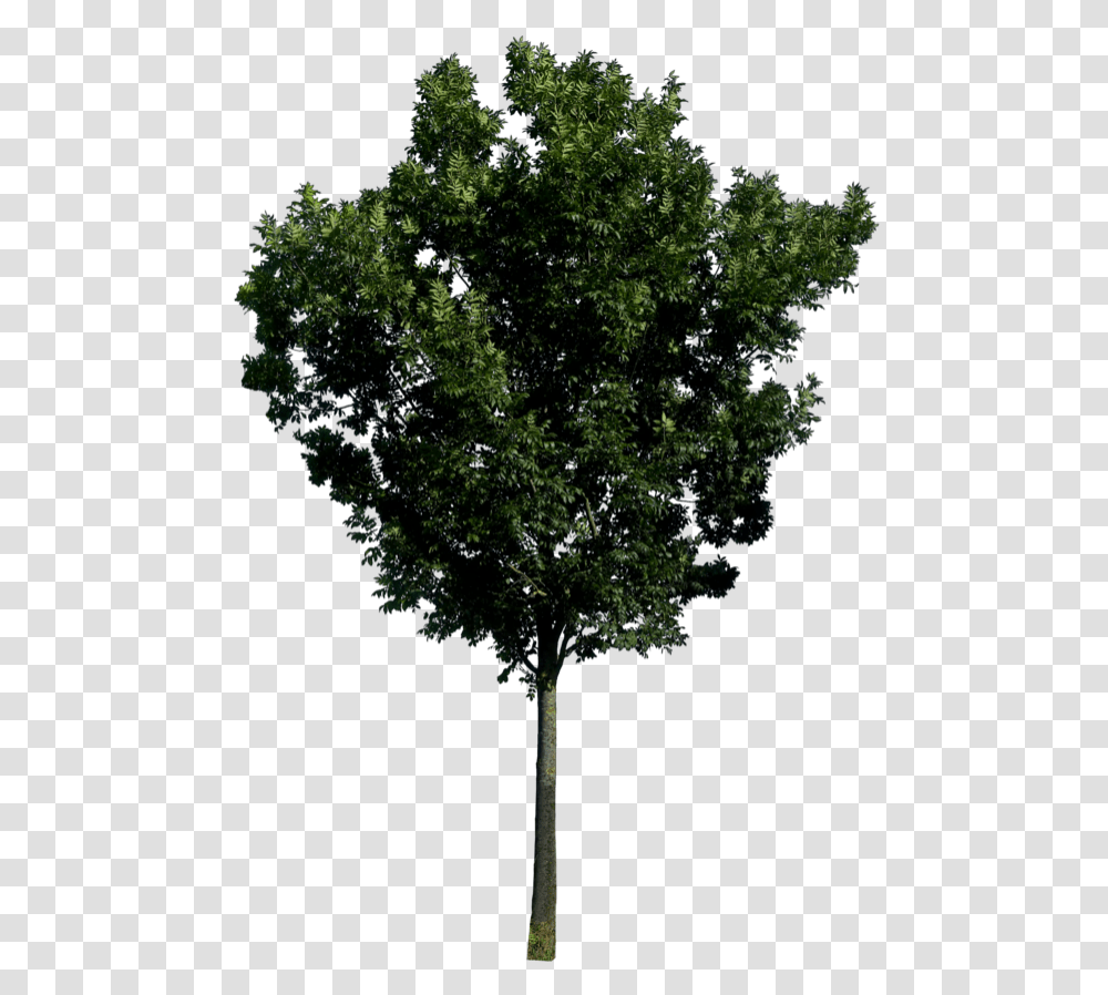 Tree Free Trees In Elevation, Plant, Tree Trunk, Oak, Sycamore Transparent Png