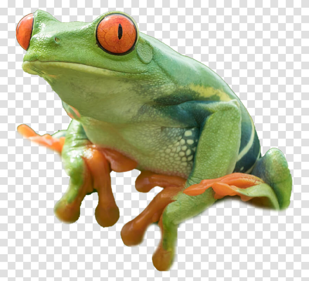 Tree Frog 1 Image Red Eyed Tree Frog, Amphibian, Wildlife, Animal, Lizard Transparent Png