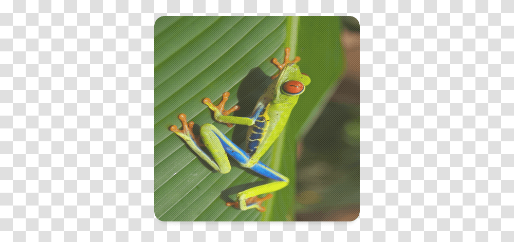 Tree Frog Climbing Leaf Square Coaster Red Eyed Tree Frog, Animal, Insect, Invertebrate, Wildlife Transparent Png