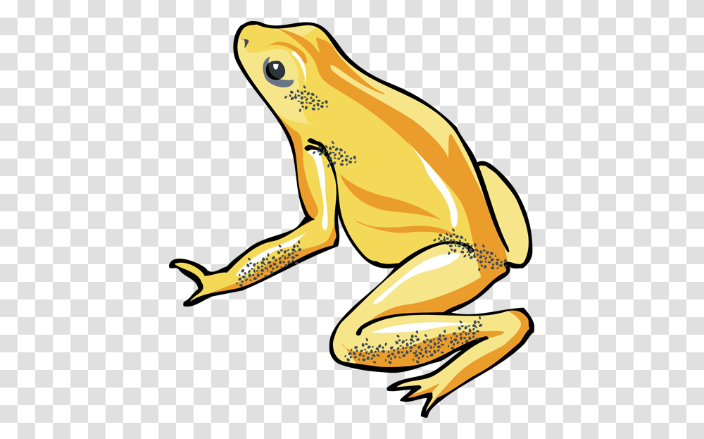 Tree Frog Cliparts, Wildlife, Animal, Amphibian, Toad Transparent Png