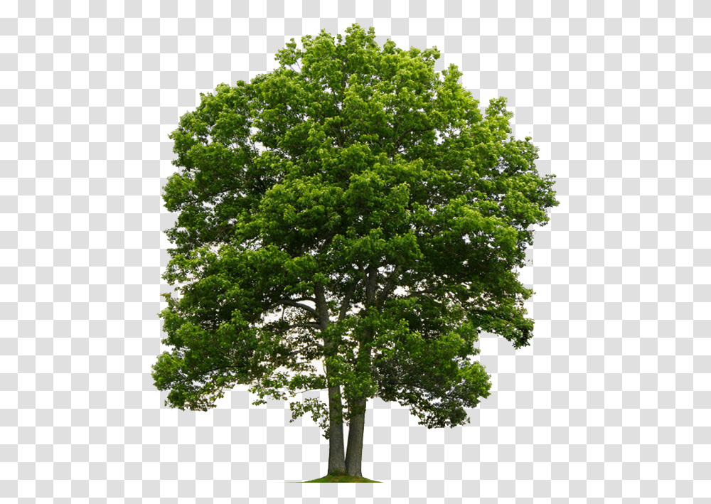 Tree From Above Picture Oak Tree Background, Plant, Sycamore, Tree Trunk, Maple Transparent Png