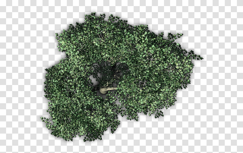 Tree From Above Picture Olive Tree Top View, Bush, Vegetation, Plant, Oak Transparent Png