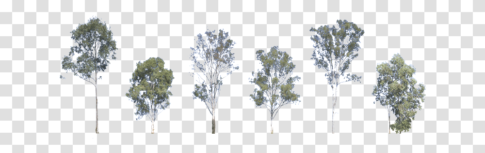 Tree From Above Picture Trees From Below, Plant, Nature, Outdoors, Bush Transparent Png