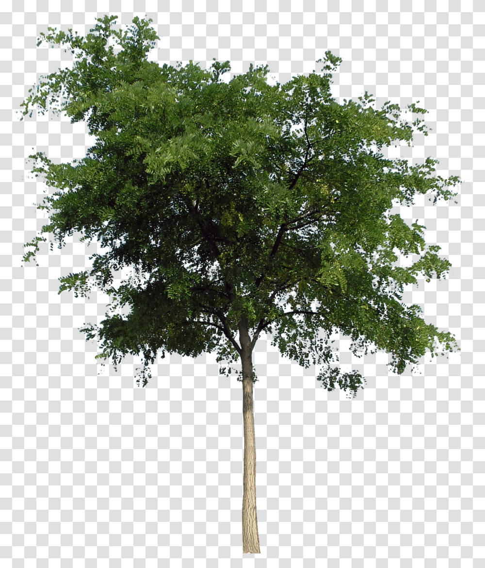 Tree Front View, Plant, Tree Trunk, Maple, Leaf Transparent Png