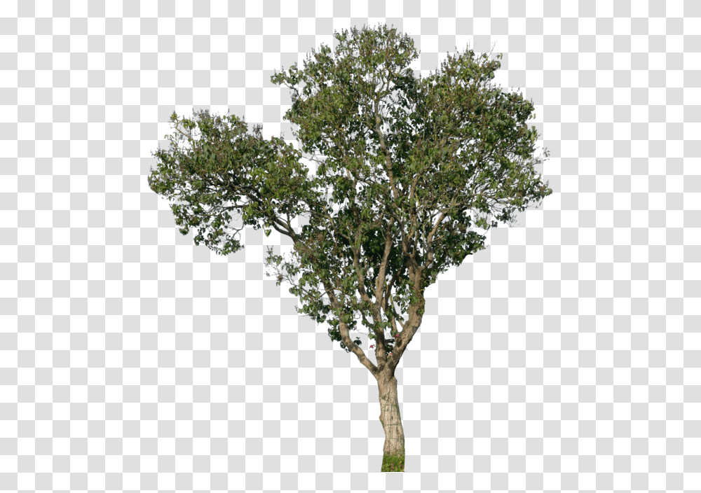 Tree Front View, Plant, Tree Trunk, Oak, Sycamore Transparent Png