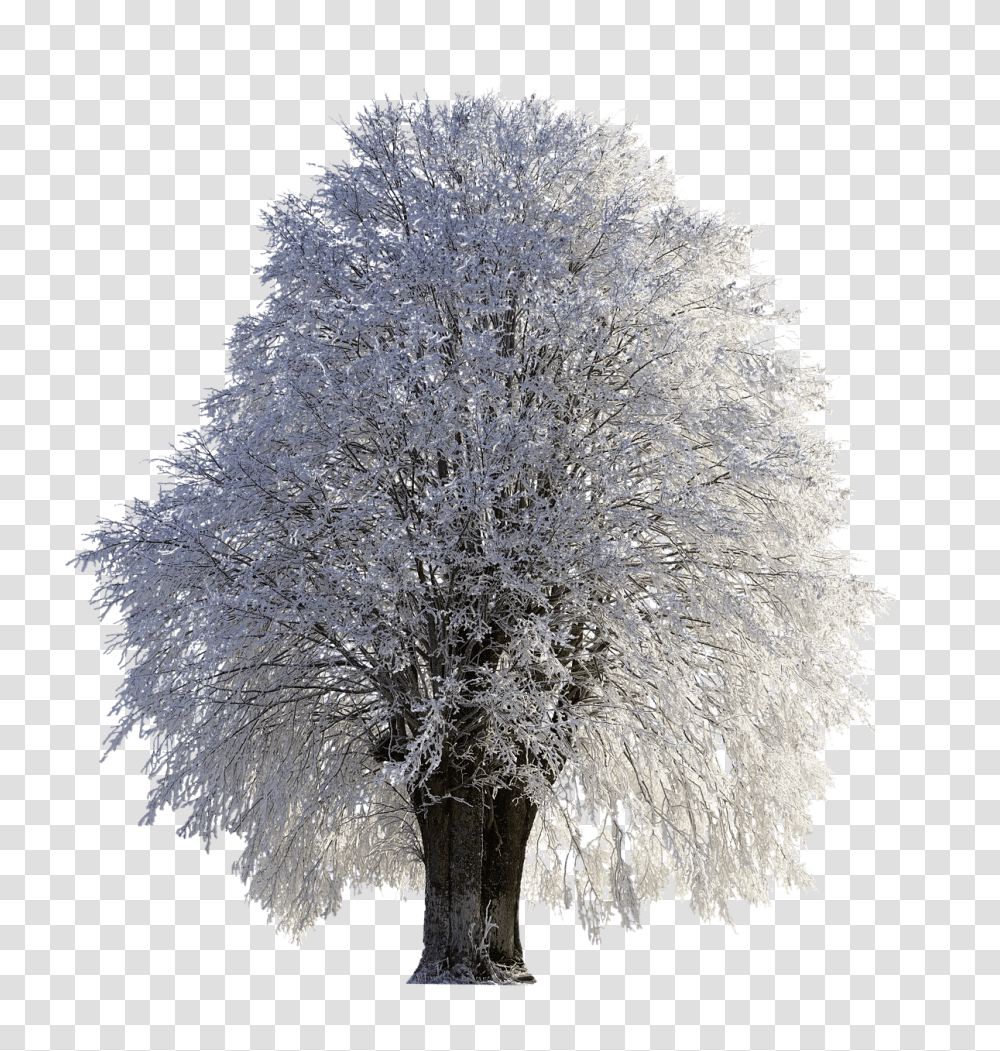 Tree Full Of Snow Background Winter Trees, Ice, Outdoors, Nature, Frost Transparent Png