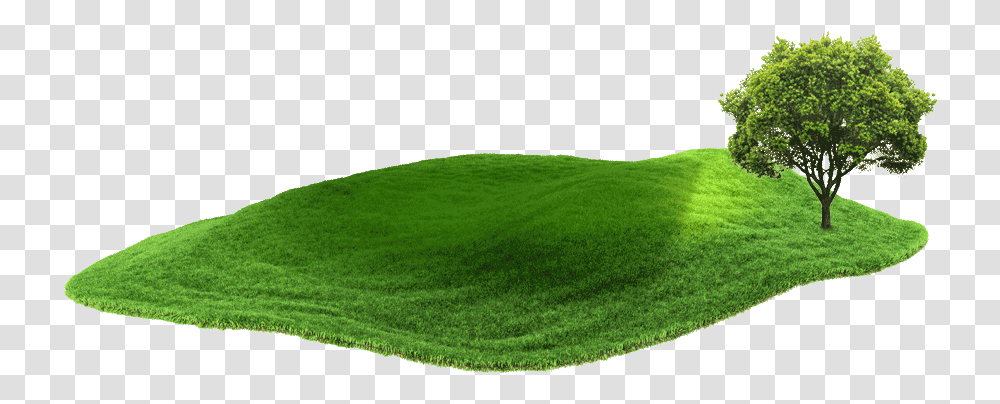 Tree, Grass, Plant, Lawn, Field Transparent Png