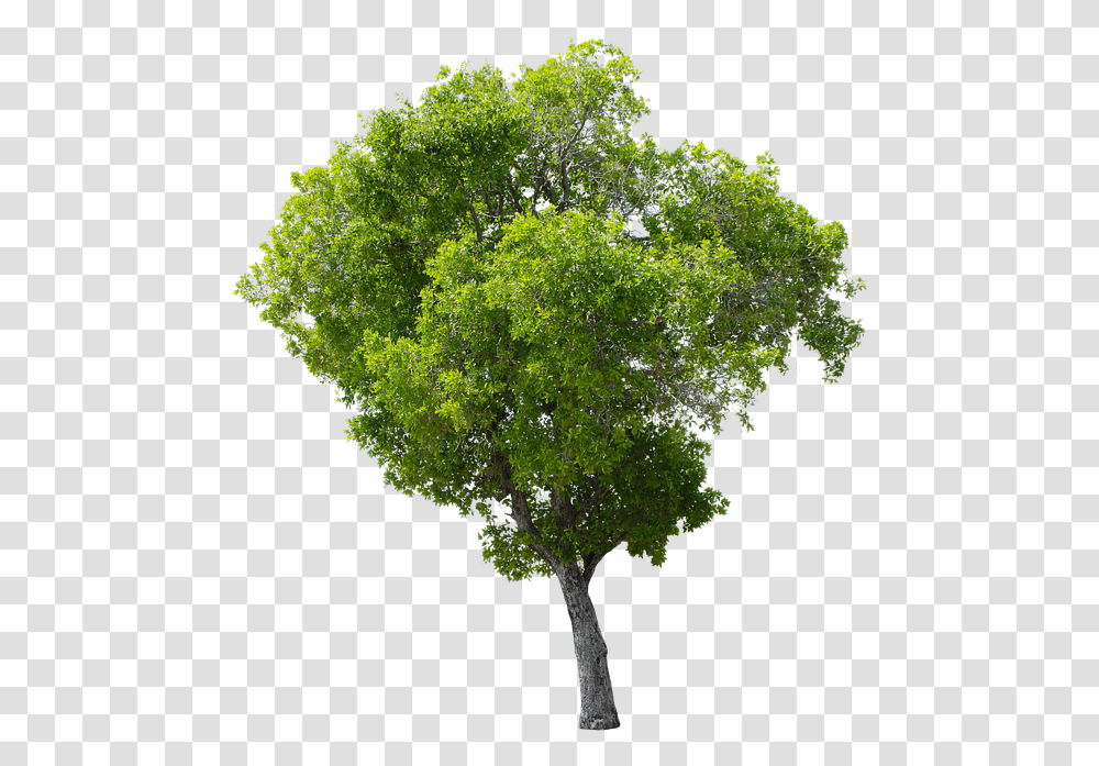 Tree Green Isolated Garden Forest Decoration Apple Tree Without Fruit, Plant, Tree Trunk, Maple, Oak Transparent Png
