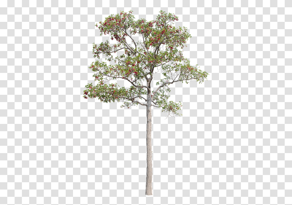 Tree Green Isolated Garden Forest Decoration Decoratione Garden, Plant, Cross, Flower, Conifer Transparent Png