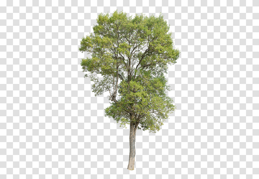 Tree Green Isolated Garden Forest Decoration Isolated Oak Tree, Plant, Tree Trunk, Cross Transparent Png