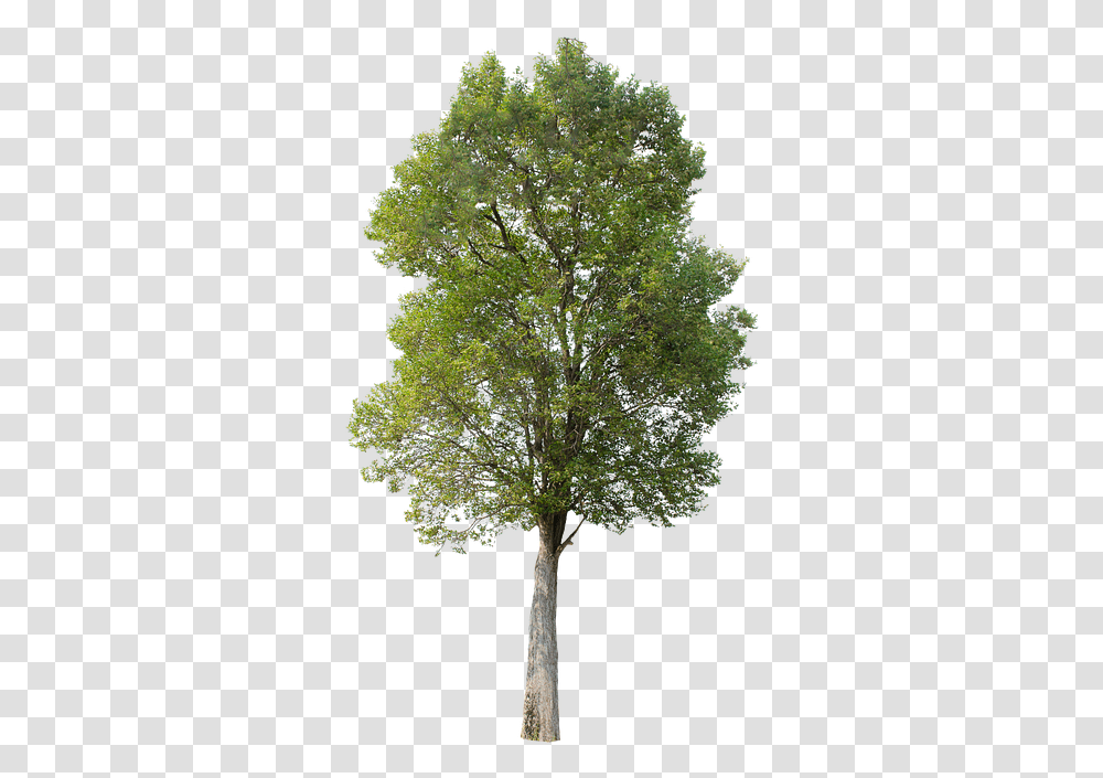 Tree Green Isolated Hawthorn Tree, Plant, Tree Trunk, Potted Plant, Vase Transparent Png