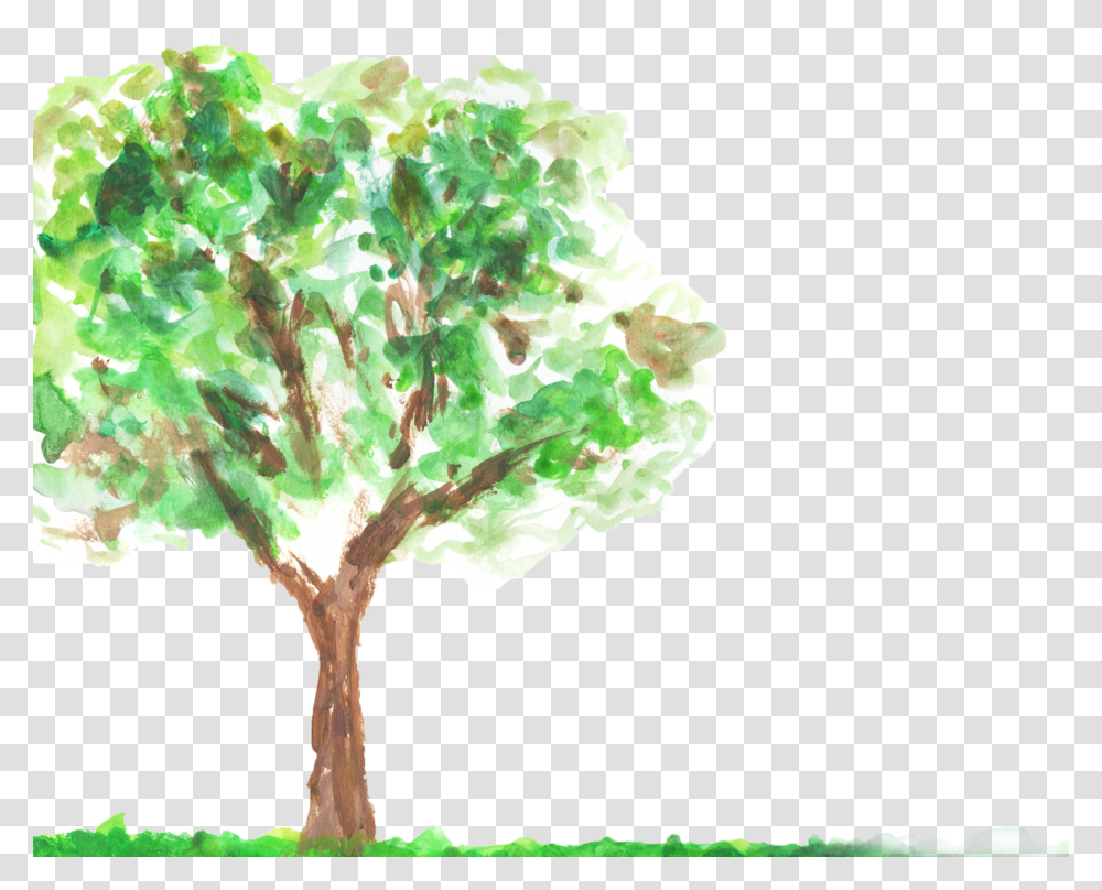 Tree Green Oak, Plant, Tree Trunk, Sycamore, Leaf Transparent Png