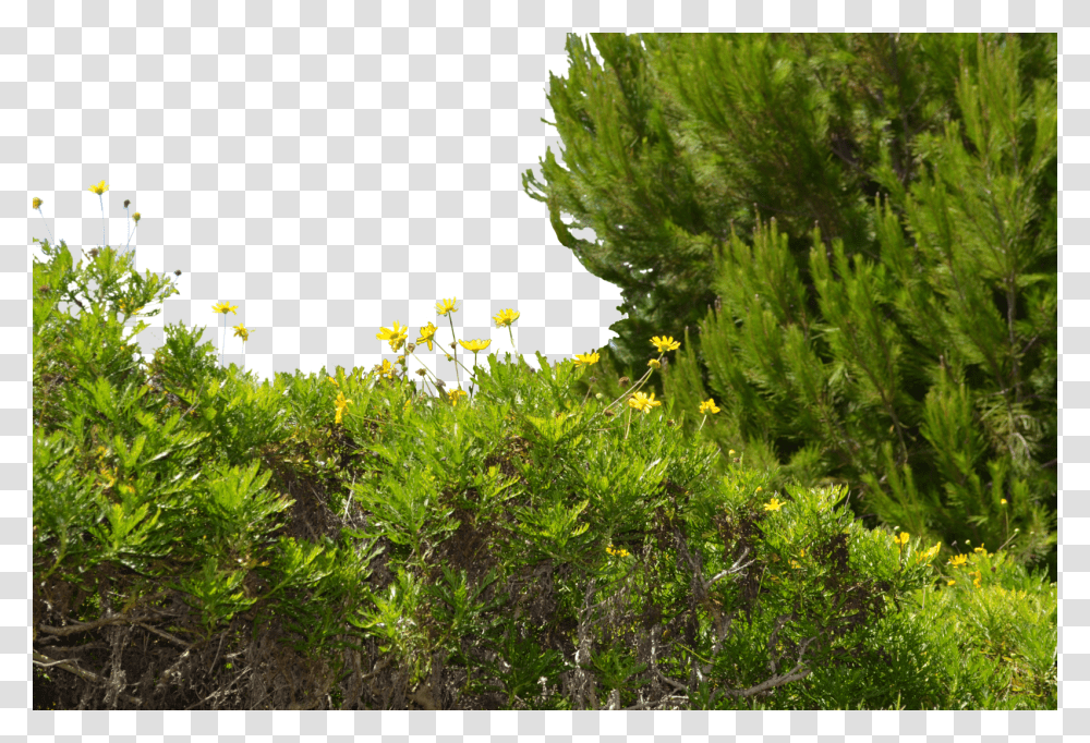 Tree Ground, Potted Plant, Vase, Jar, Pottery Transparent Png