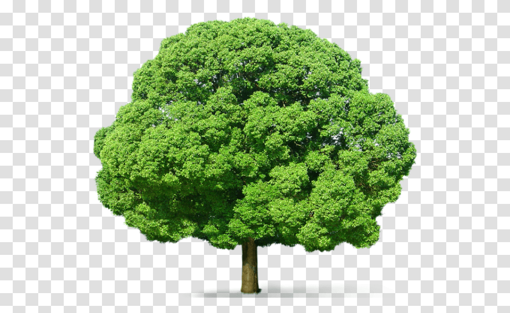 Tree Hd 8 Background Images Free Download Green Tree, Plant, Oak, Sycamore, Vegetation Transparent Png