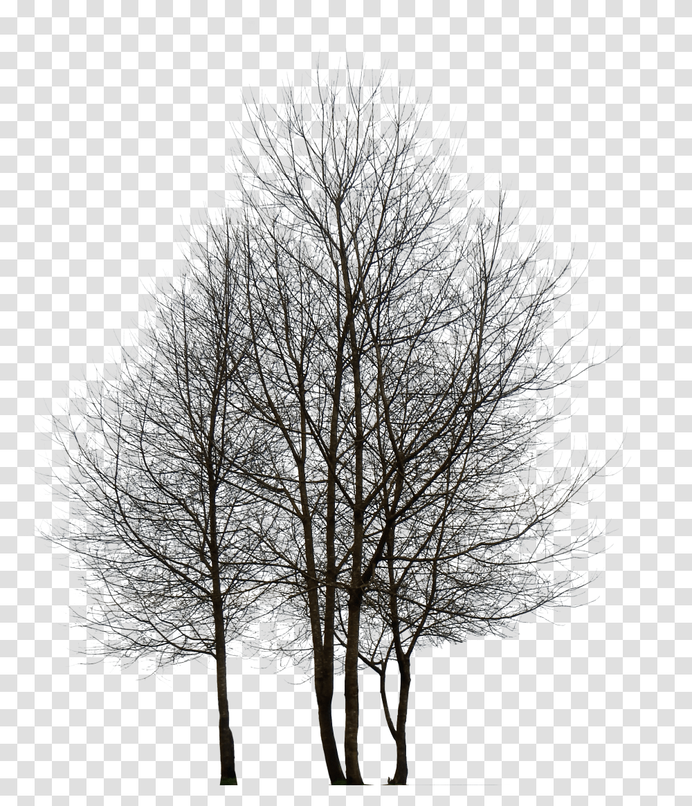 Tree Hd Hdpng Images Pluspng Tree Hd Images Transparent Png