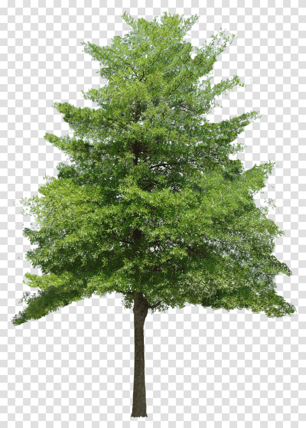 Tree Hd Hdpng Images Pluspng Tree Texture Background, Plant, Maple, Conifer, Oak Transparent Png