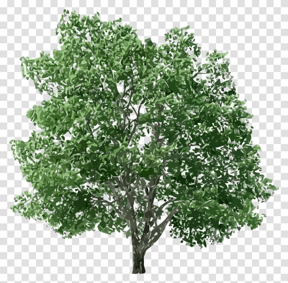Tree Hd, Plant, Oak, Maple, Sycamore Transparent Png