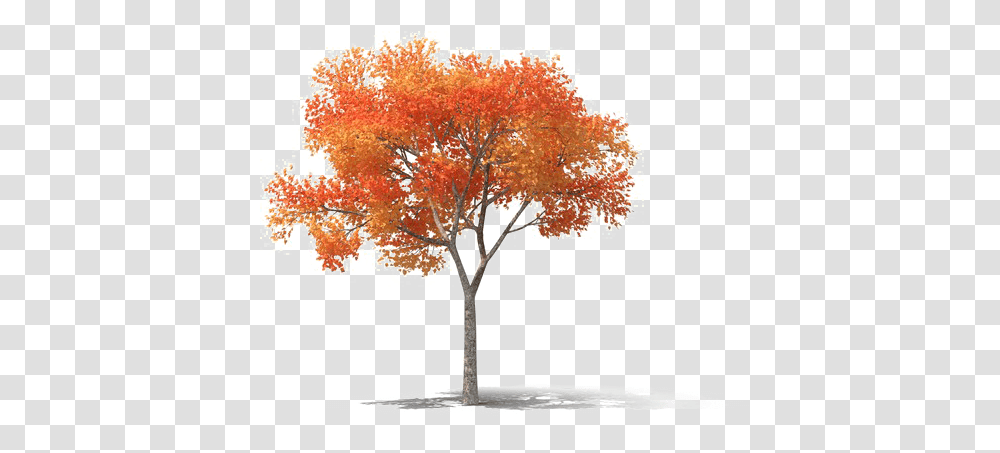 Tree High Images High Resolution, Plant, Maple Transparent Png