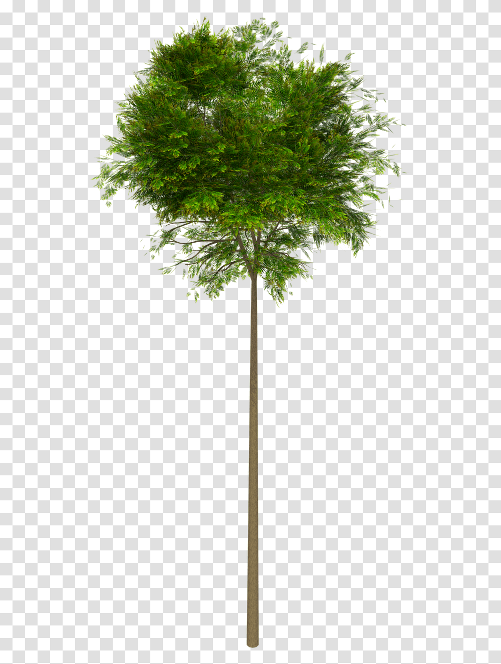 Tree High Leaves Sin Fondo Arboles, Plant, Tree Trunk, Maple, Oak Transparent Png