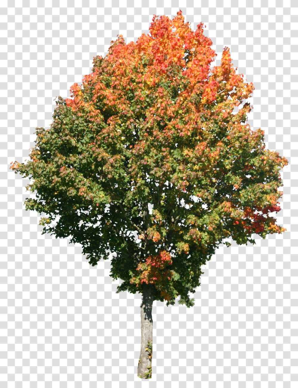 Tree High Resolution High Res Tree Transparent Png