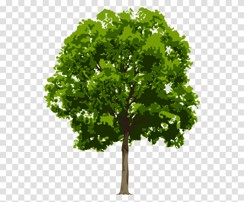 Tree High Resolution, Oak, Plant, Green, Sycamore Transparent Png