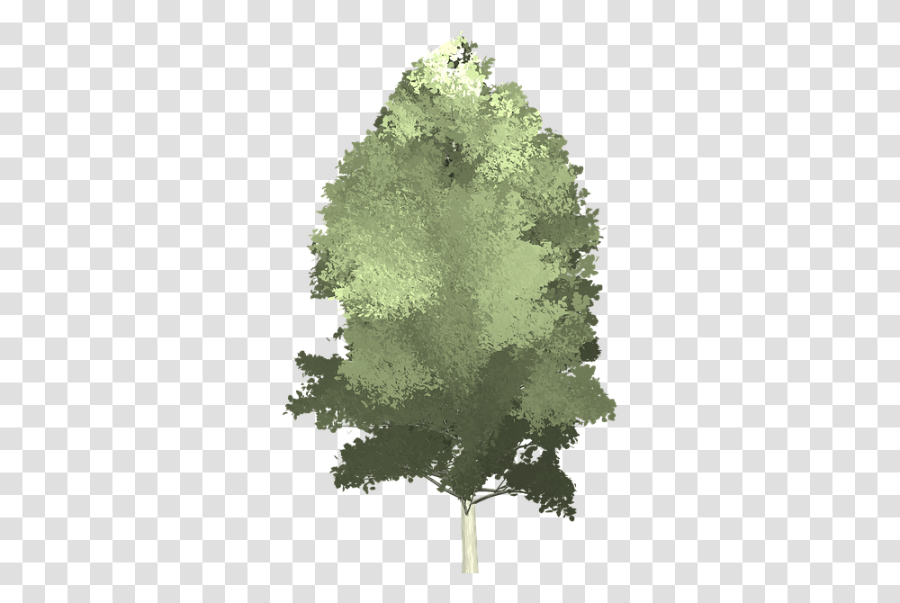 Tree, Ice, Outdoors, Nature, Plant Transparent Png
