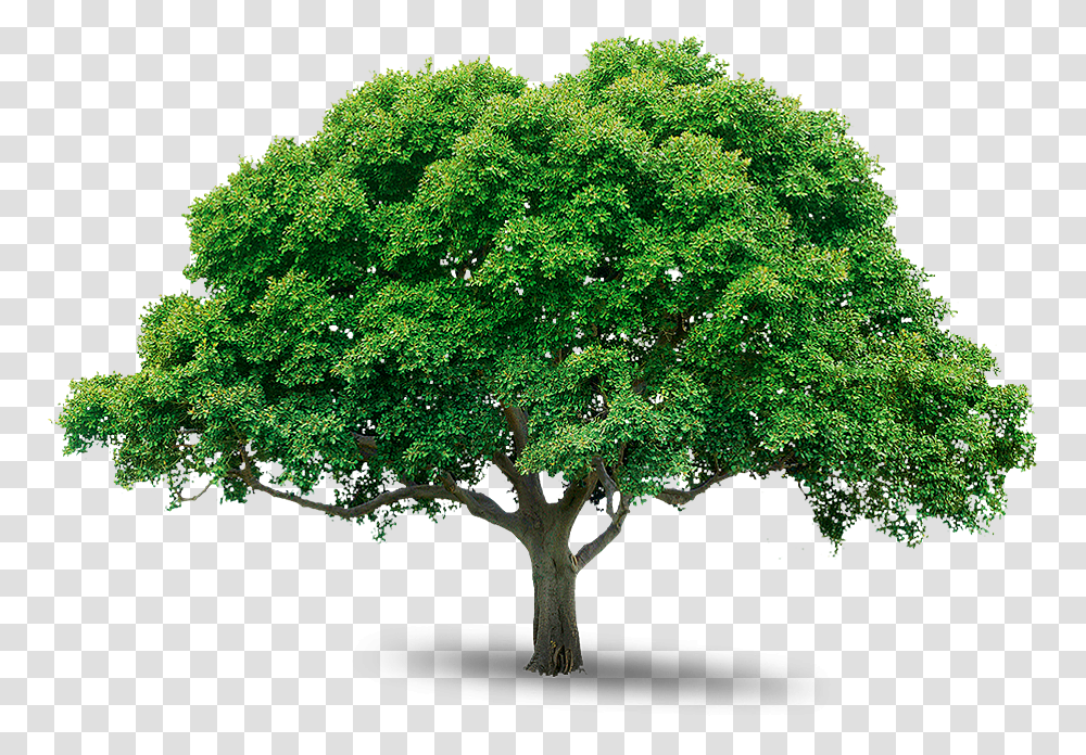 Tree Icon Download West Virginia State Tree, Plant, Cross, Symbol, Tree Trunk Transparent Png