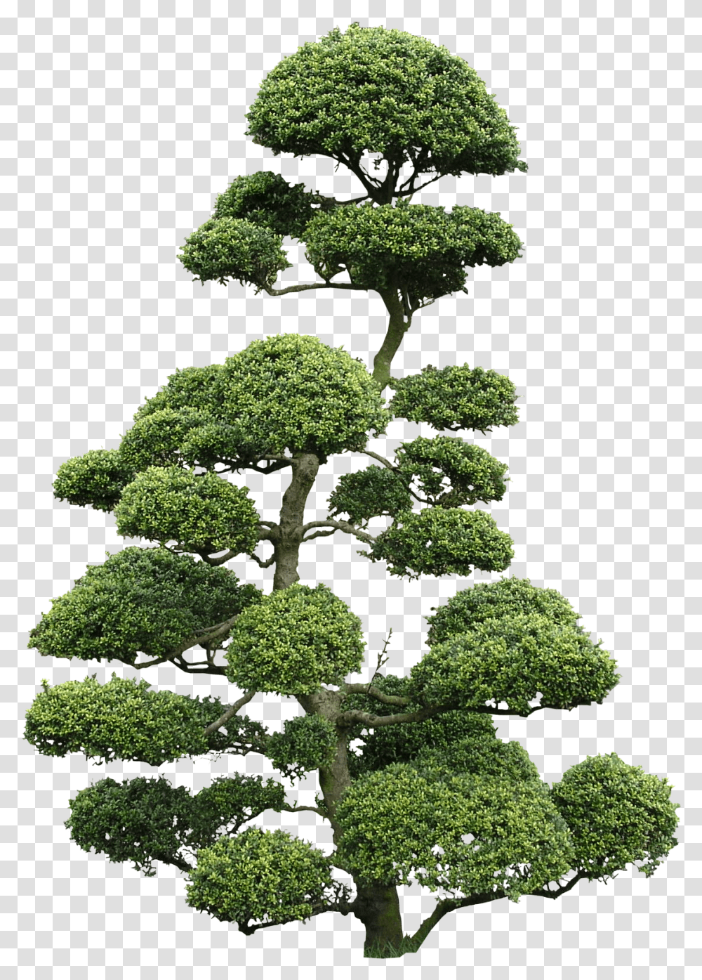Tree Ilex Bonsai, Potted Plant, Vase, Jar, Pottery Transparent Png