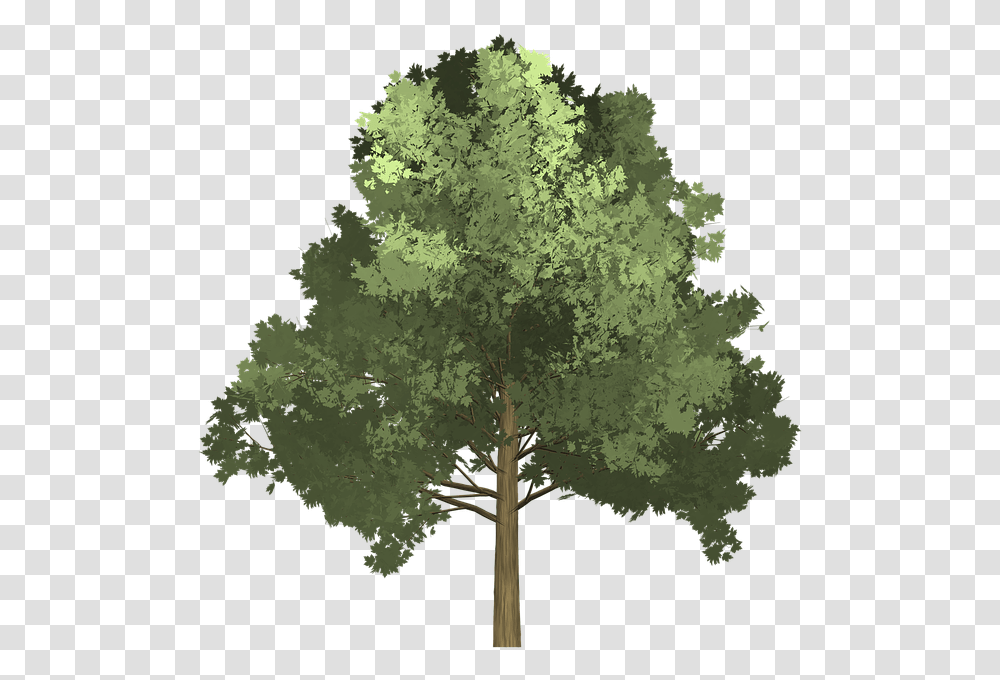 Tree Illustration 5 Image Tree Illustration, Plant, Cross, Symbol, Tree Trunk Transparent Png