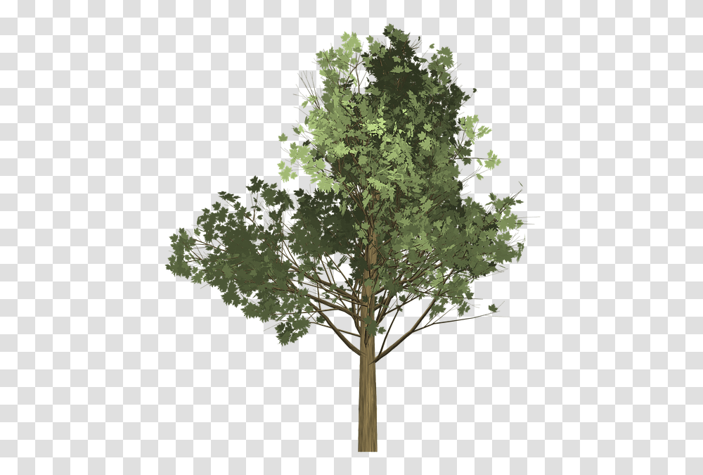 Tree Illustration Drzewo, Plant, Maple, Tree Trunk, Pattern Transparent Png