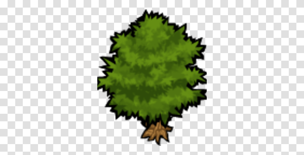 Tree Illustration, Plant, Fir, Abies, Conifer Transparent Png