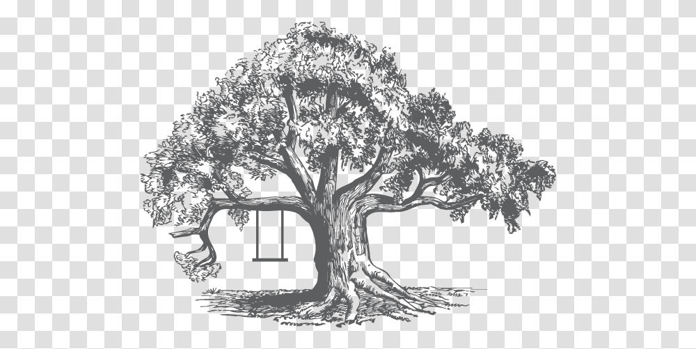 Tree Illustration Sycamore Tree Sketch, Plant, Root, Stencil, Tree Trunk Transparent Png