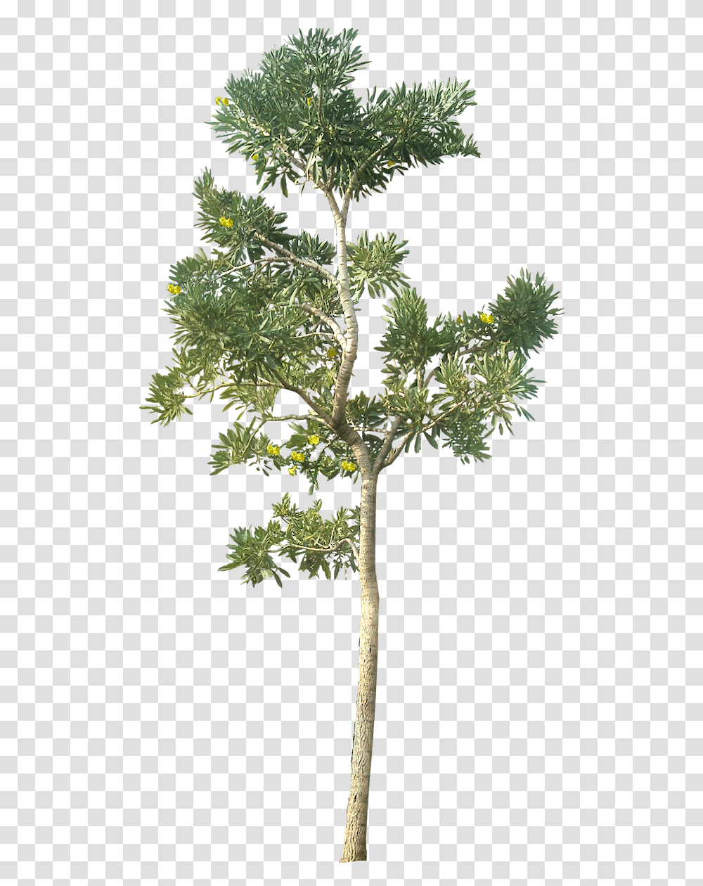 Tree Image Arts Background Tree, Plant, Potted Plant, Vase, Jar Transparent Png