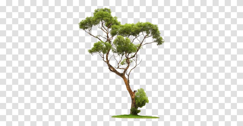 Tree Image Free Botanical Drawings Tree, Plant, Potted Plant, Vase, Jar Transparent Png