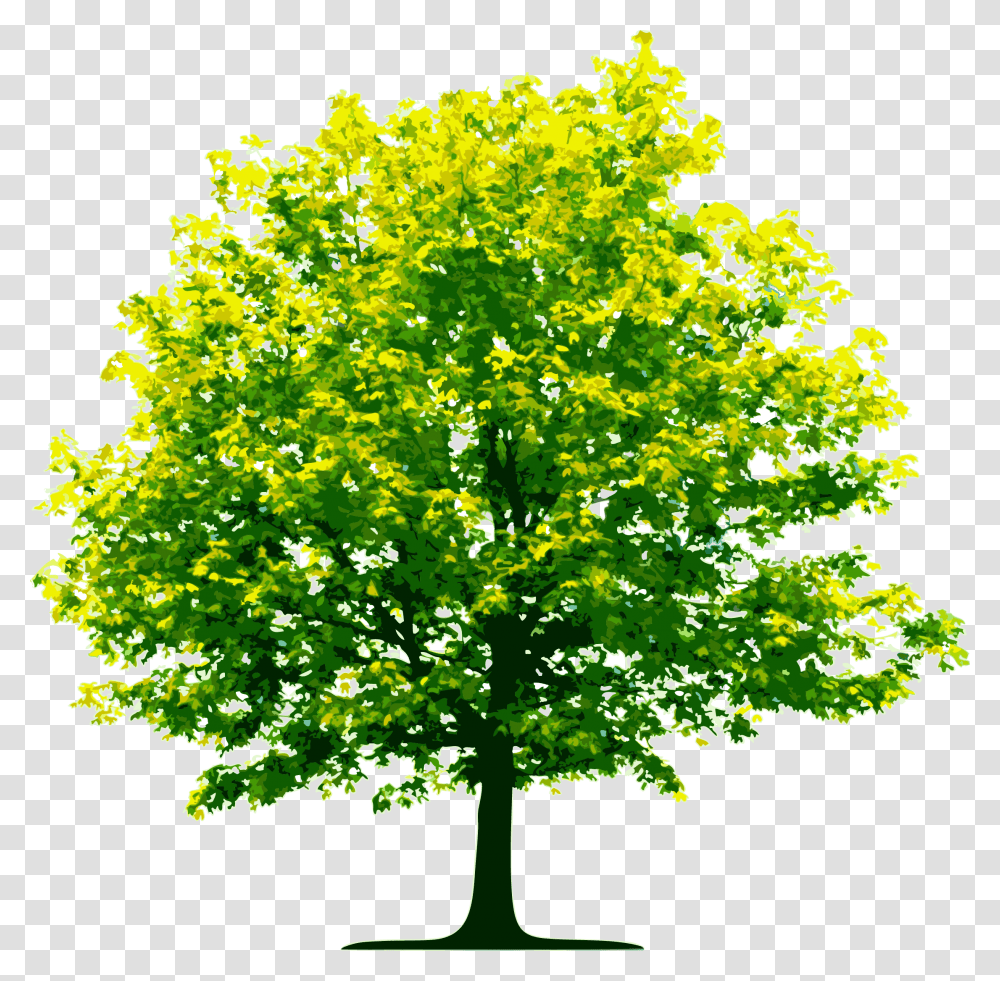 Tree Image Free Download Free Download Picture Background Clipart Of Trees, Plant, Maple, Oak, Sycamore Transparent Png