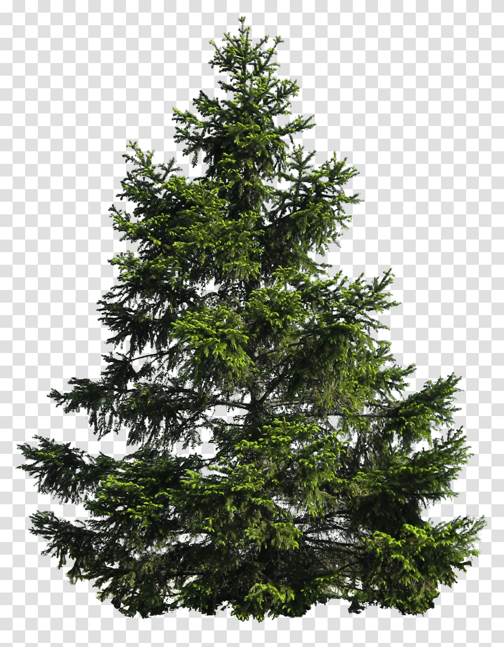 Tree Image Free Download Picture Pine Tree, Plant, Outdoors, Conifer, Fir Transparent Png