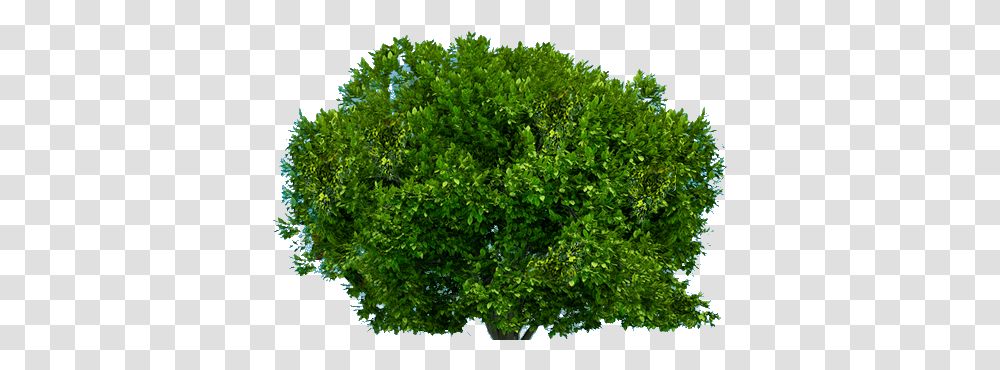Tree Image Free Download Picture Portable Network Graphics, Bush, Vegetation, Plant, Moss Transparent Png